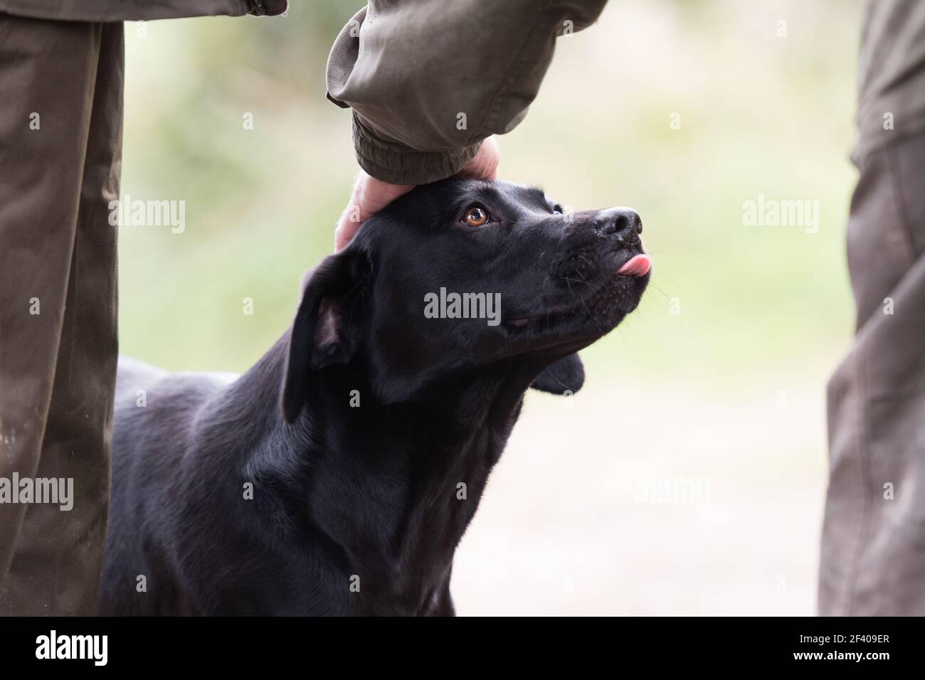 A labrador looking lovingly into his masters eyes whilst being patted ...