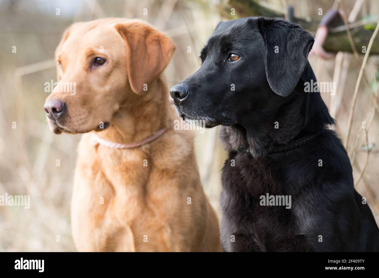 Working yellow and black labradors Stock Photo