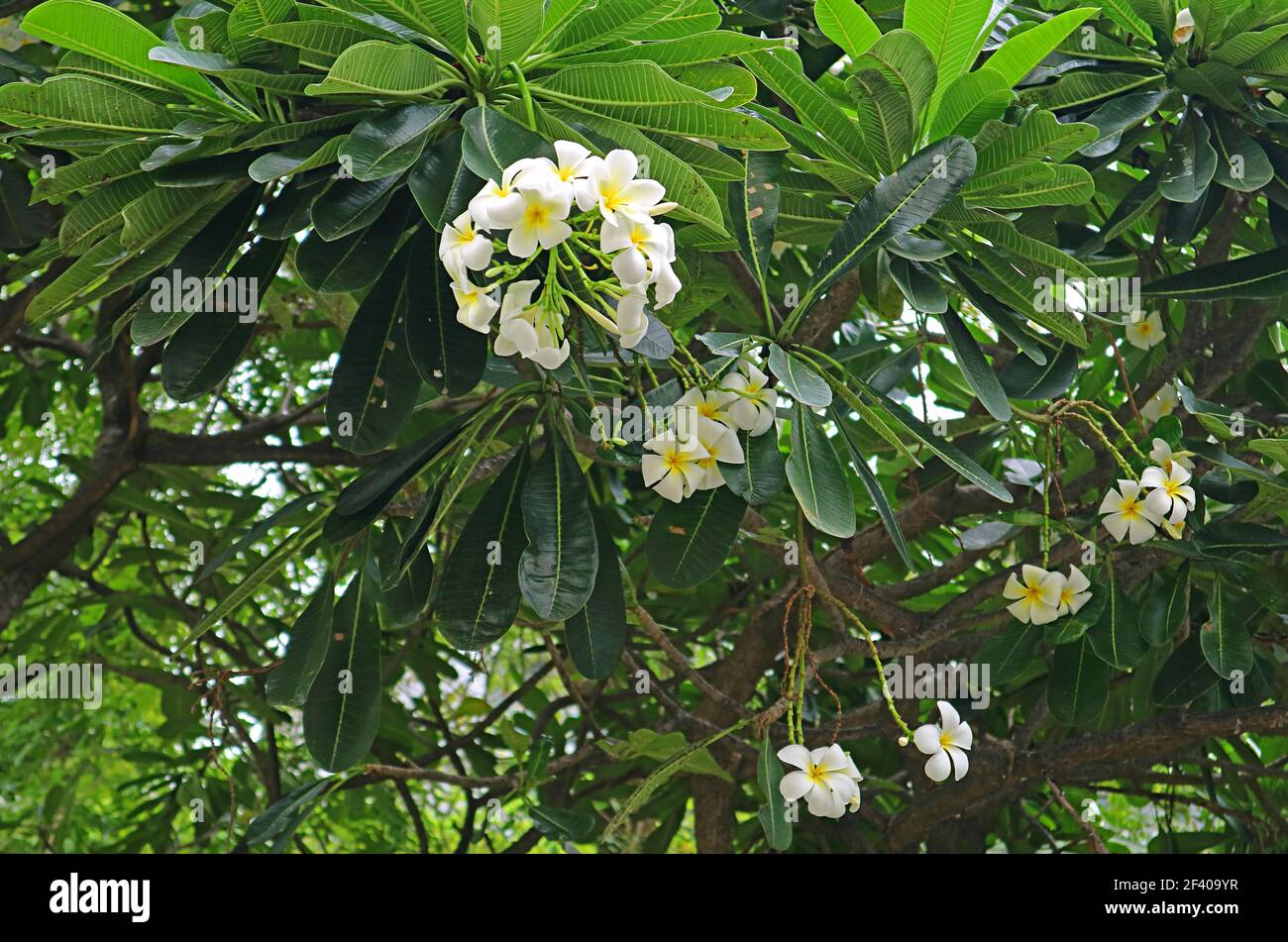 Bunches of Gorgeous Plumeria Obtusa Blooming on the Tree Stock Photo