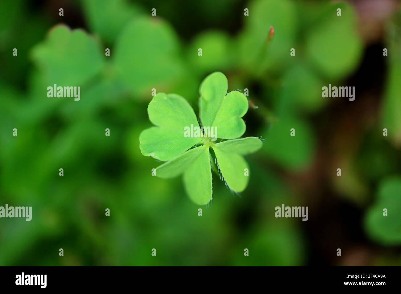 Lucky leaf hi-res stock photography and images - Alamy