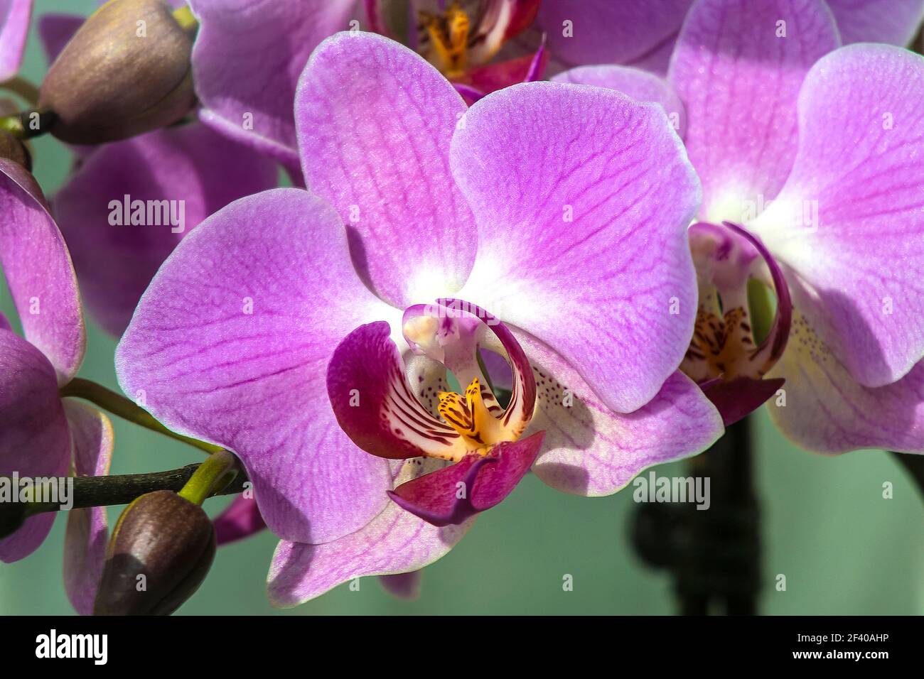 Vivid Orchid Flowers Together in Pot. Macro Detail fro Window Shelf. Stock Photo