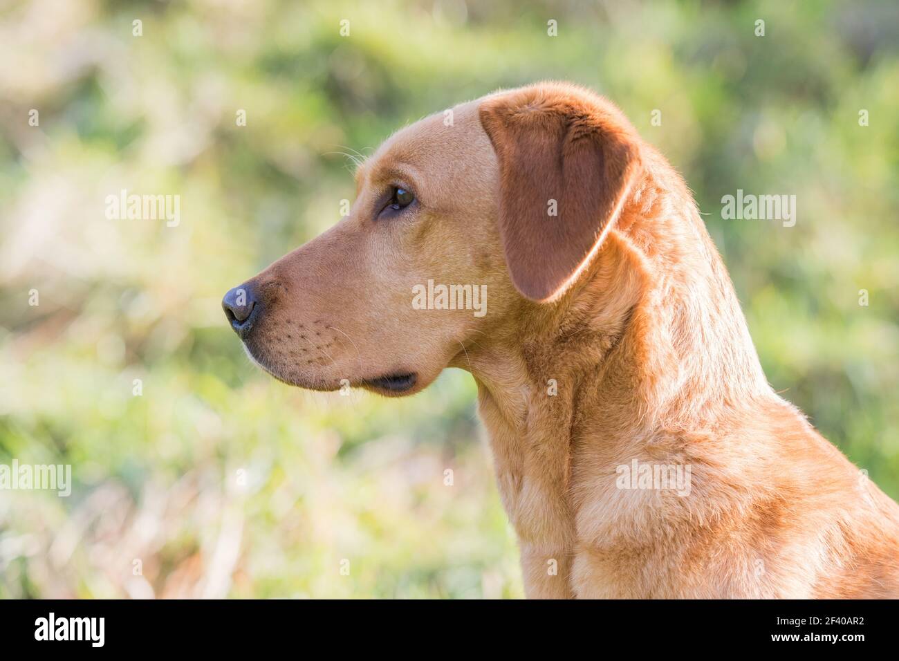 Fox red labrador Stock Photo - Alamy