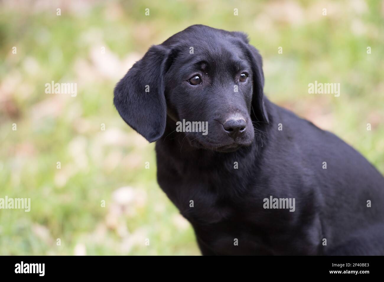 Are Labradors Good Outside Dogs