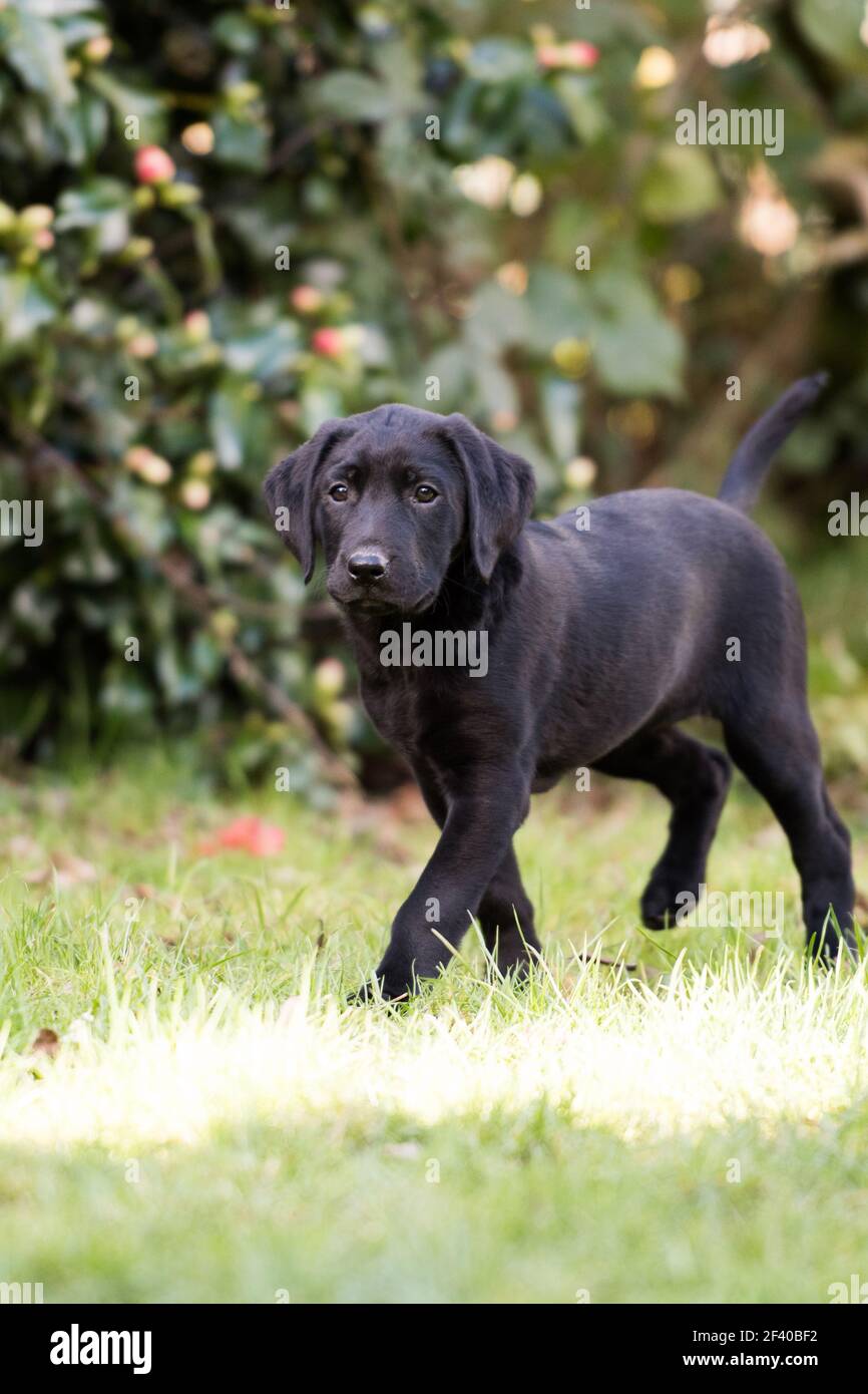 Black Labrador puppy in the garden Stock Photo - Alamy