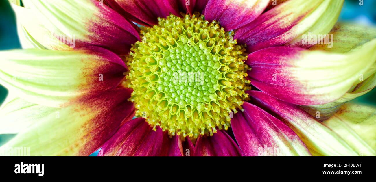 Close up photograph of Chrysanthemum flower showing the stamen and