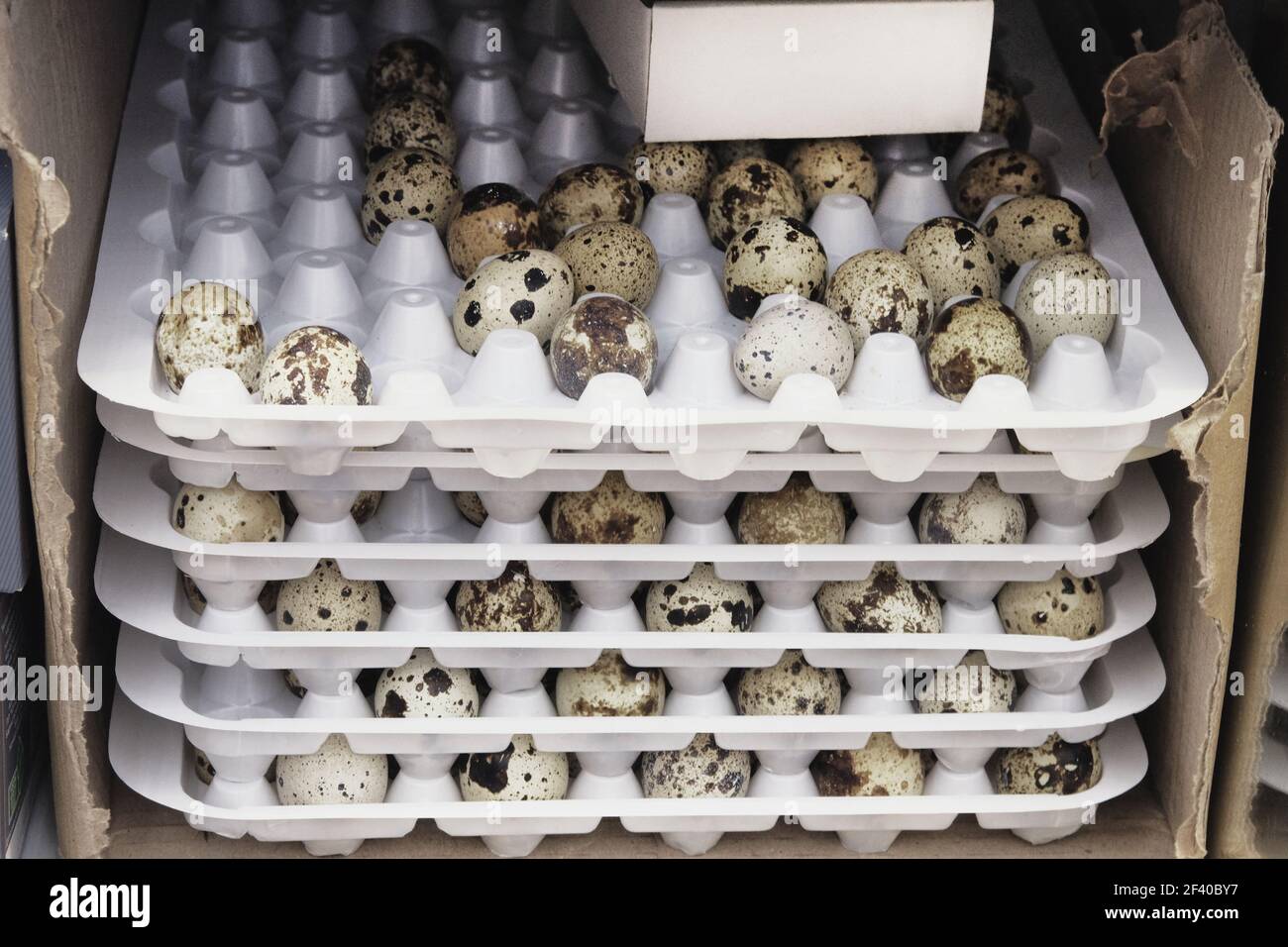 Fresh quail eggs display in the plastic trays for sale in supermarket