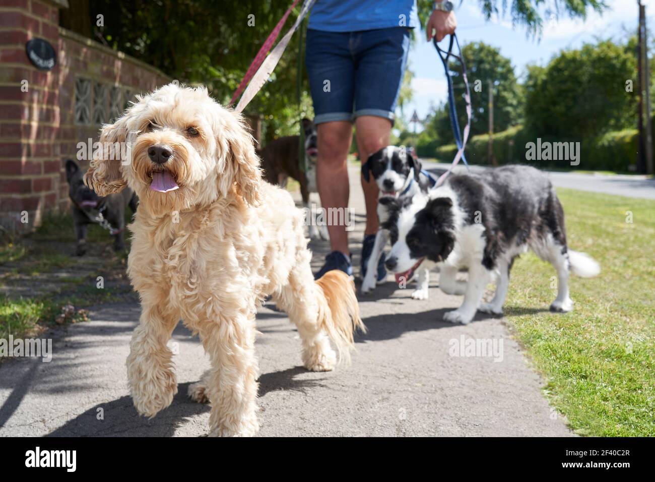 Close up of cockapoo pet dog being walked on suburban street with other dogs by male dog walker Stock Photo