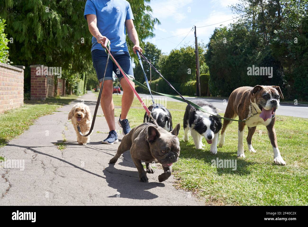 Young male dog walker walking dogs along suburban street Stock Photo