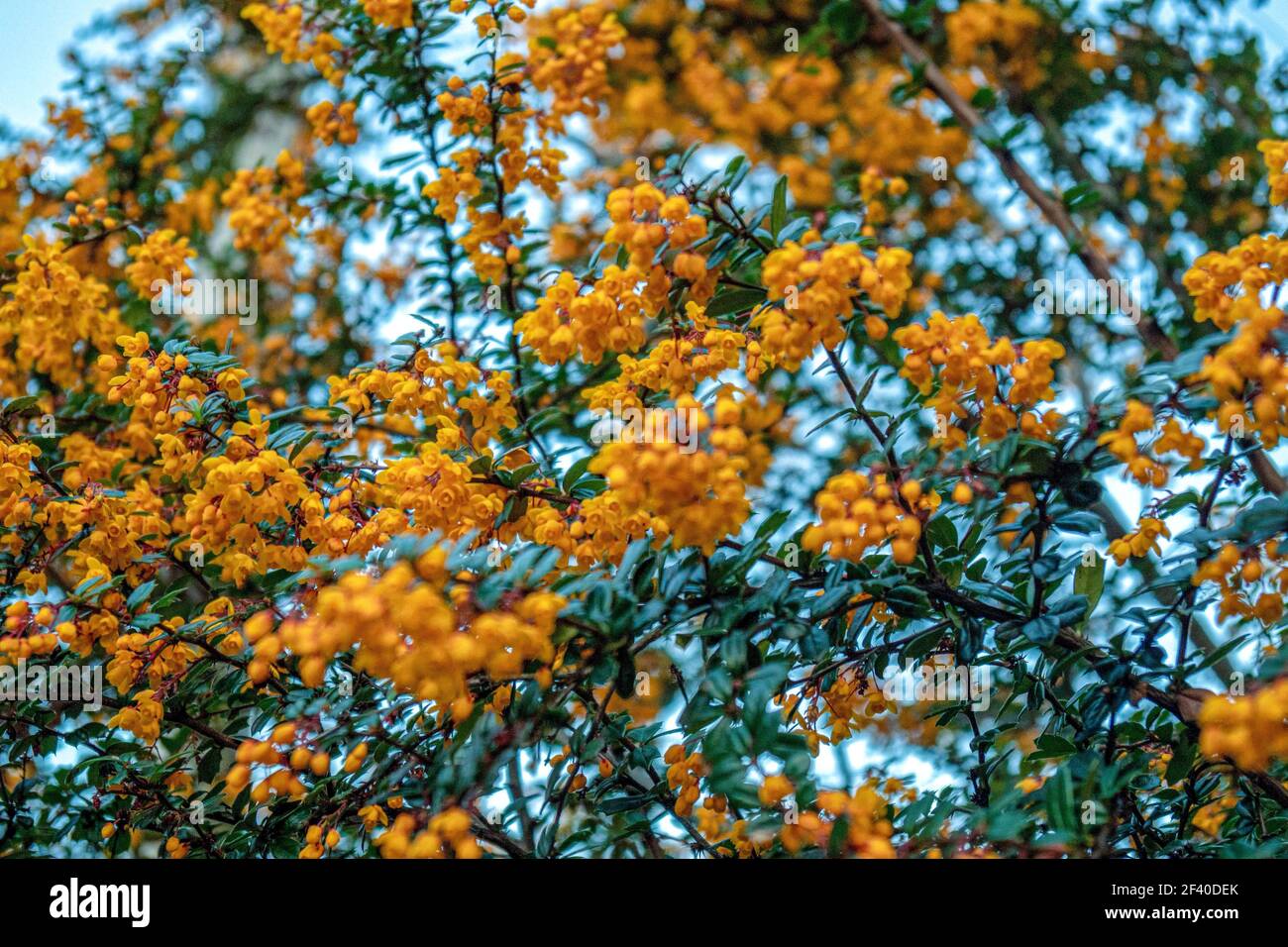 A Darwin’s barberry plant shrub with orange flowers Stock Photo
