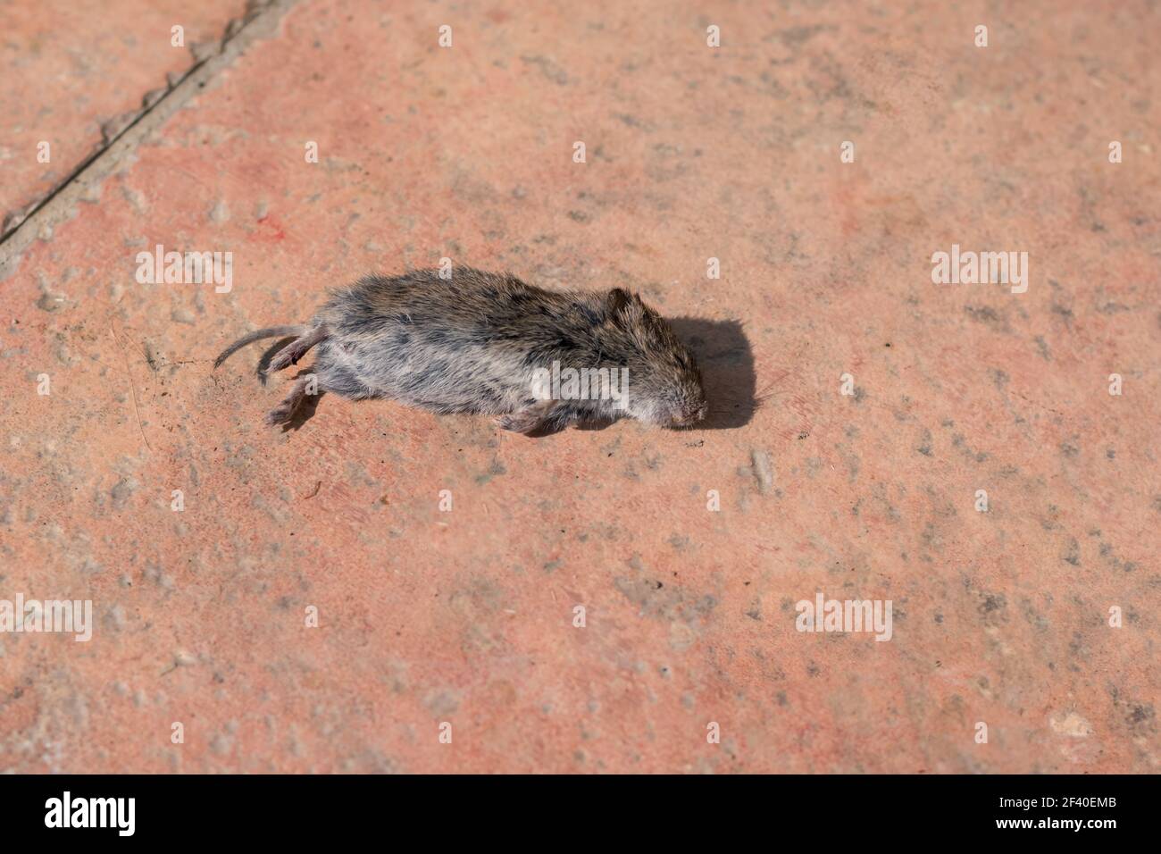 mouse rat killed by the cat lying dead Stock Photo Alamy