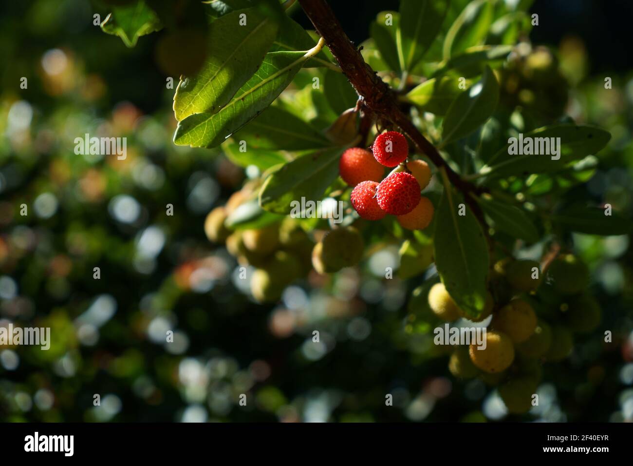Arbutus tree, ripe strawberry tree fruits in Granada Stock Photo