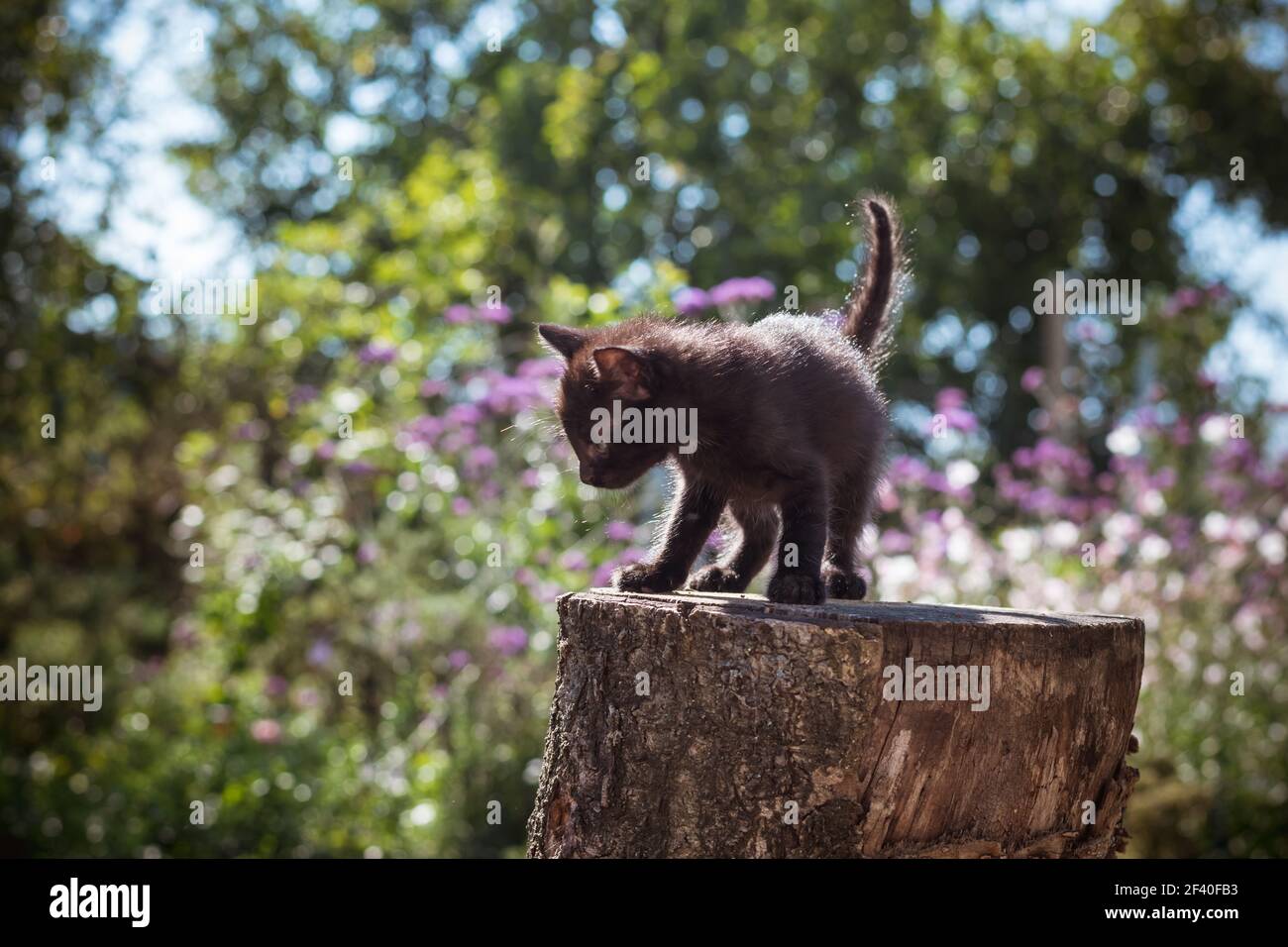 black cat, symbol of bad luck Stock Photo Alamy