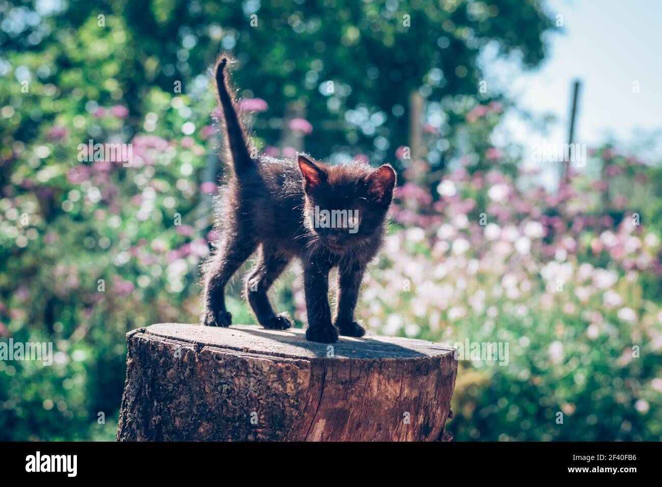 black cat, symbol of bad luck Stock Photo Alamy