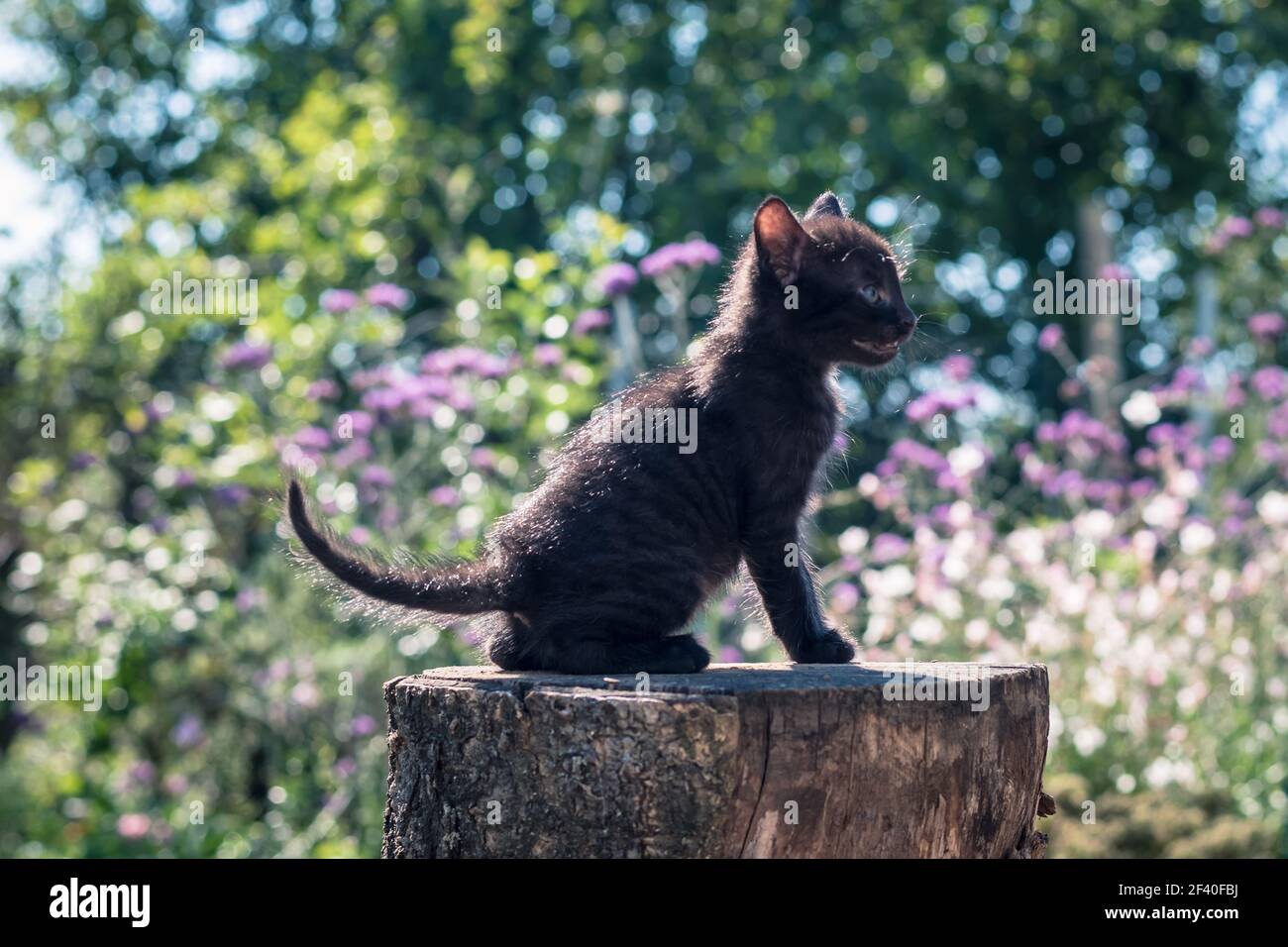 black cat, symbol of bad luck Stock Photo Alamy