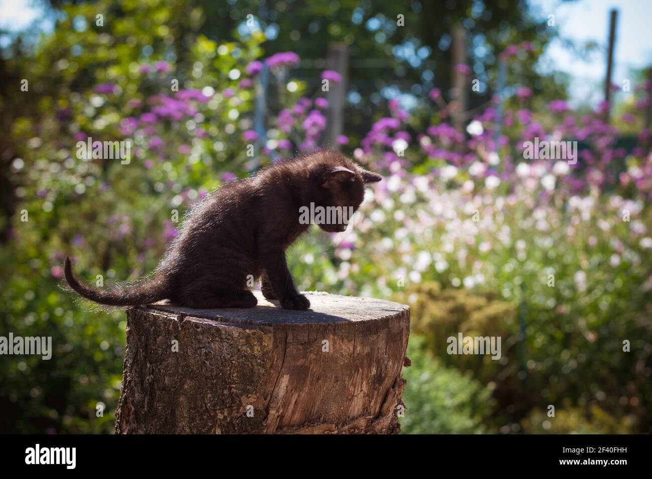 black cat, symbol of bad luck Stock Photo Alamy
