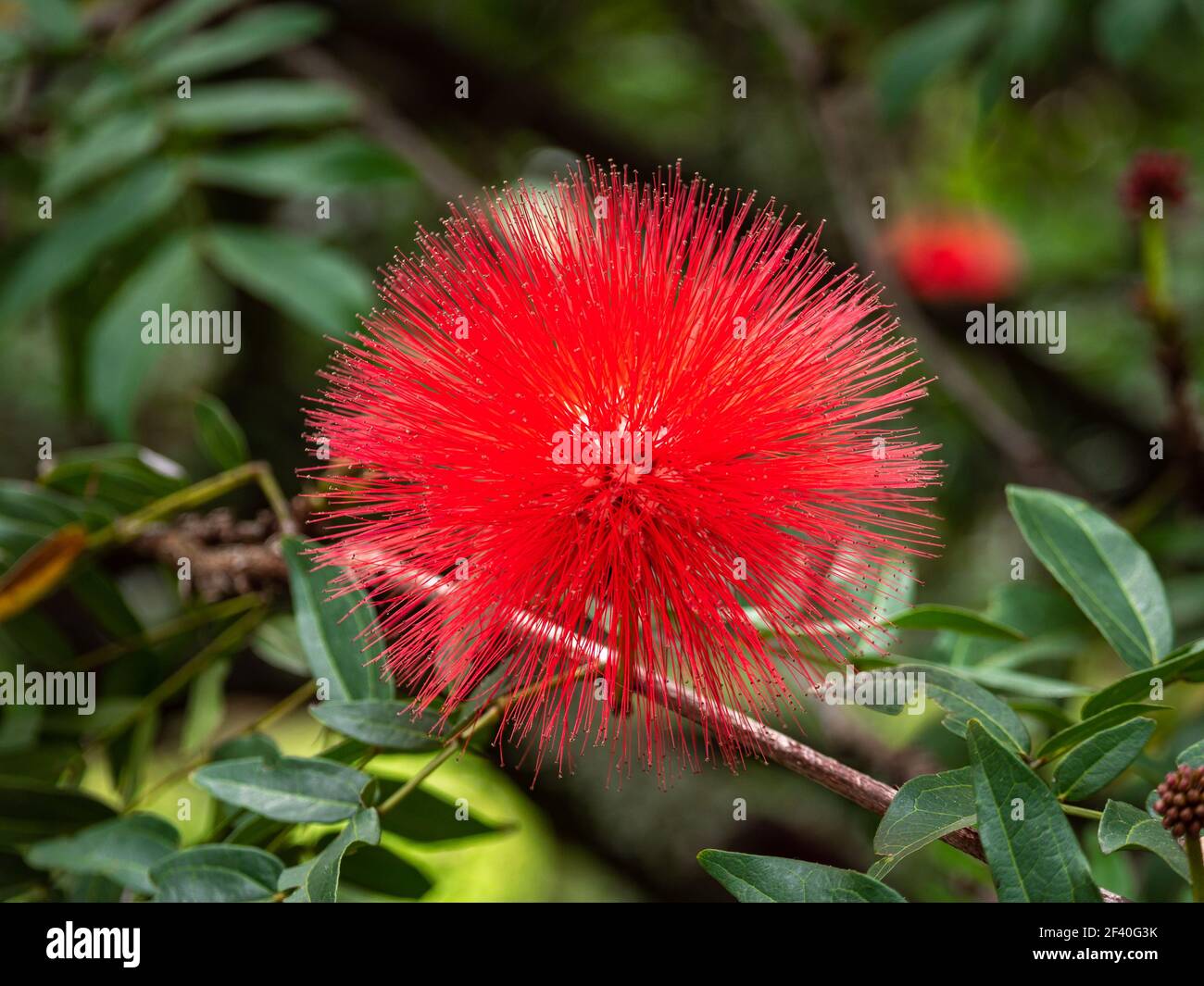 Red Pompom Flower High Resolution Stock Photography and Images - Alamy