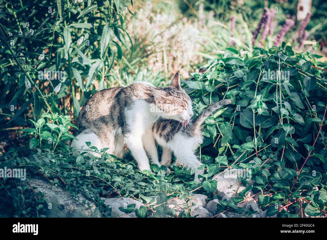 cat mother and baby child hugging and licking together among green plants in sunny day feeling happy Stock Photo