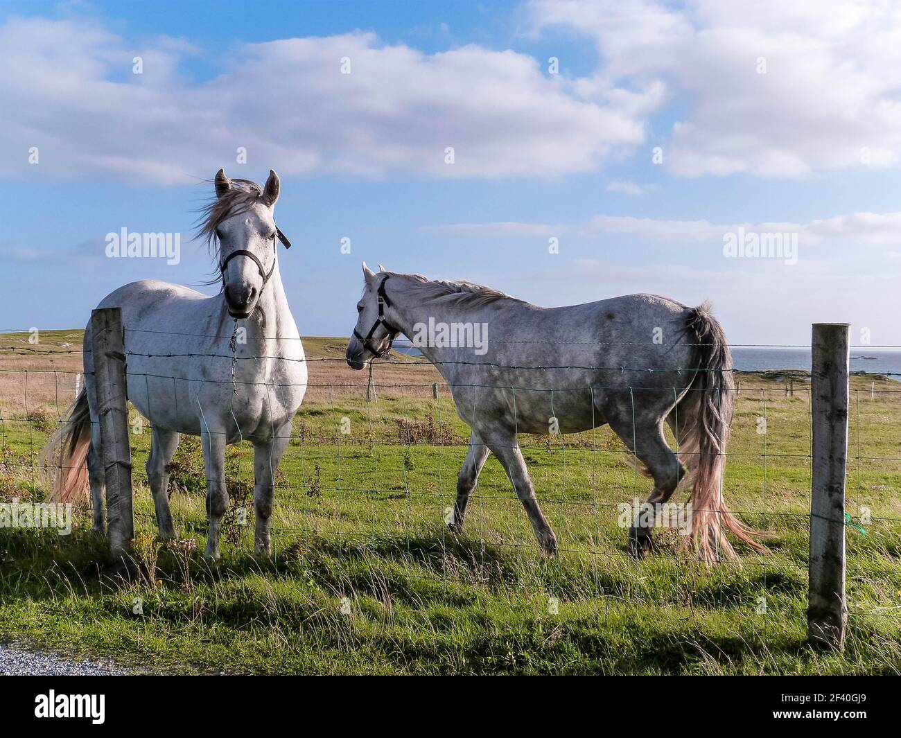 two white horses standing on green grass in ireland Stock Photo
