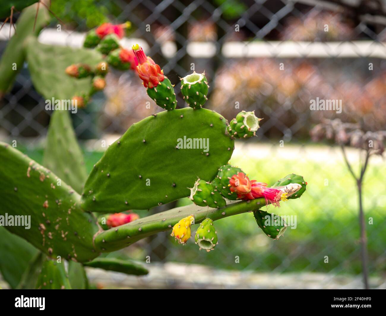 Opuntia Cochenillifera is a Species of Cactus in a Garden in Medellin, Colombia Stock Photo