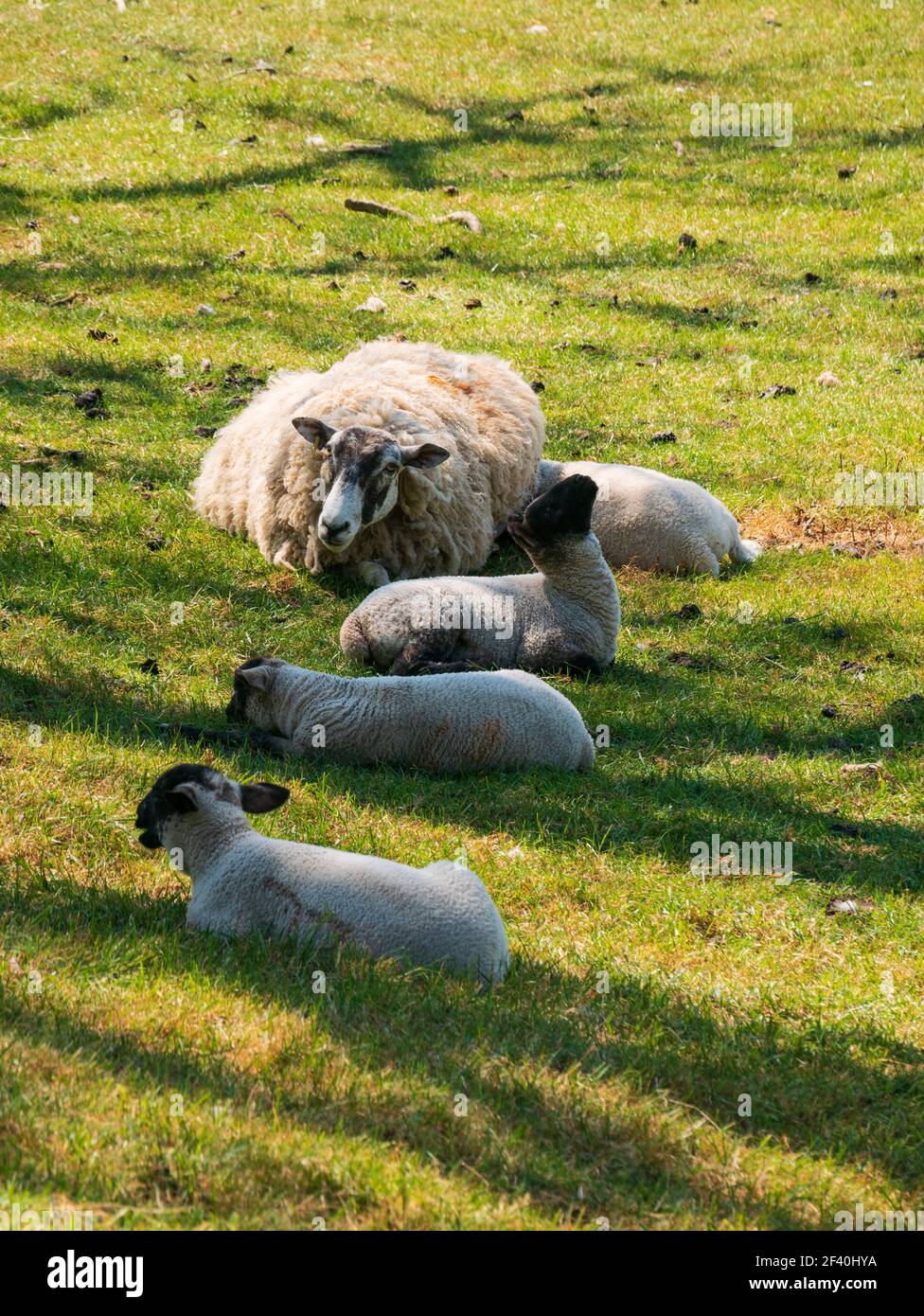 Spring lambs sitting in the shade of a tree with their mother in fields