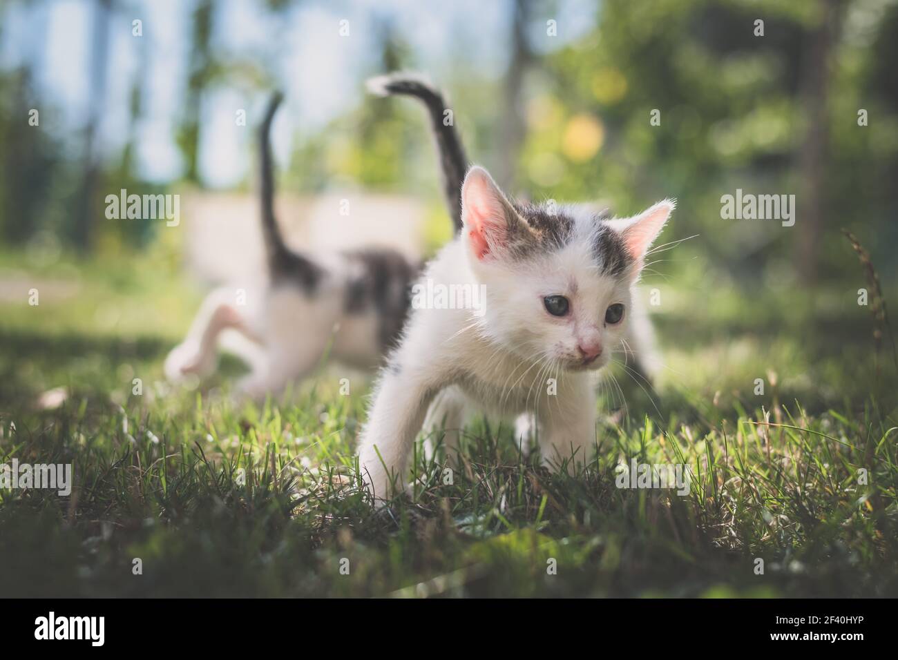 Kittens playing outside in grass hi-res stock photography and images ...