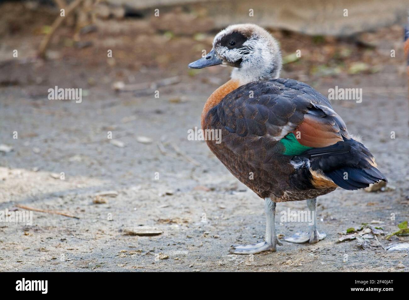 A Juvenile Australian Shelduck, Tadorna tadornoides Stock Photo