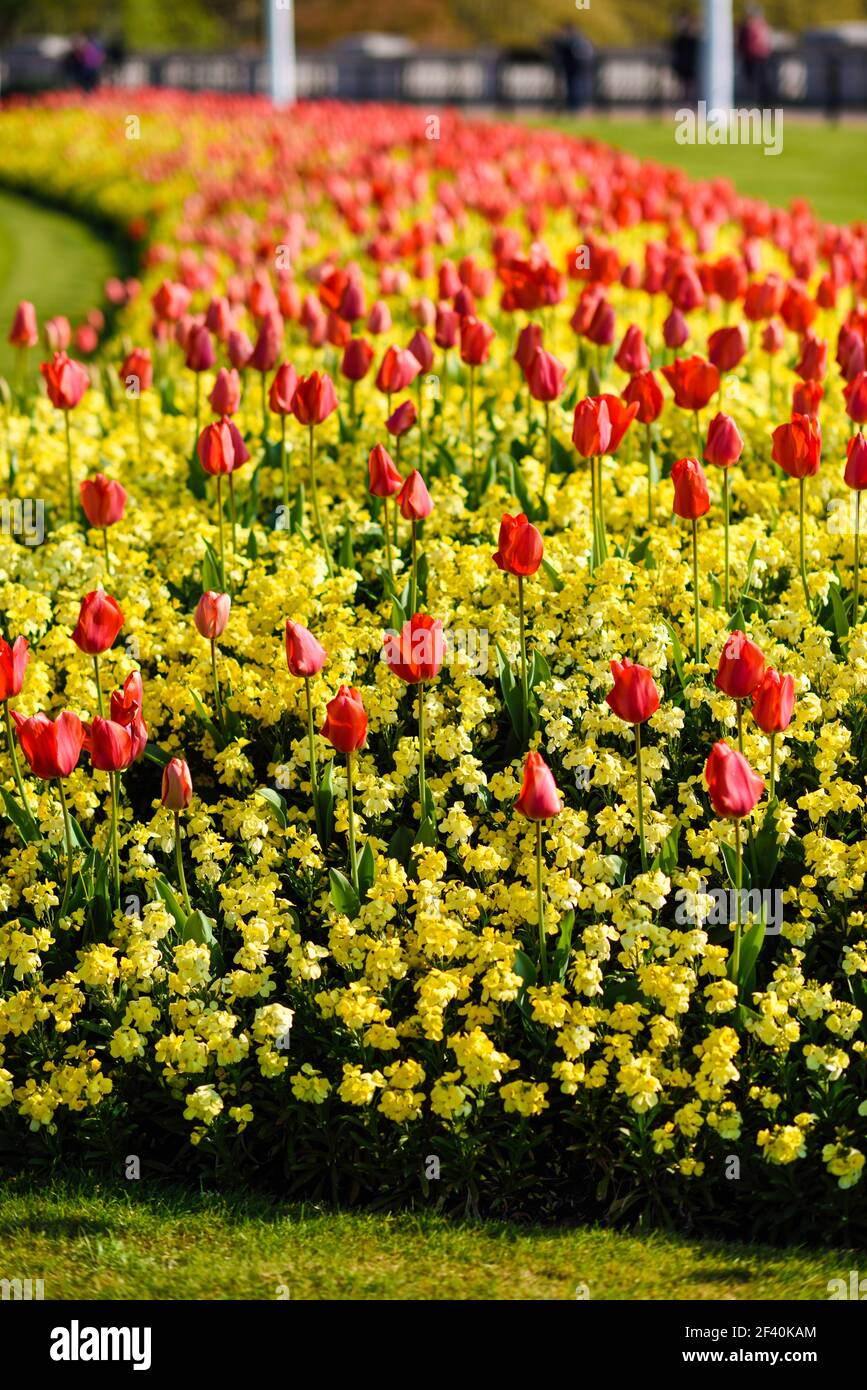 Red tulips near Buckingham Palace in London. Spring flowers.. Red tulips near Buckingham Palace in London Stock Photo