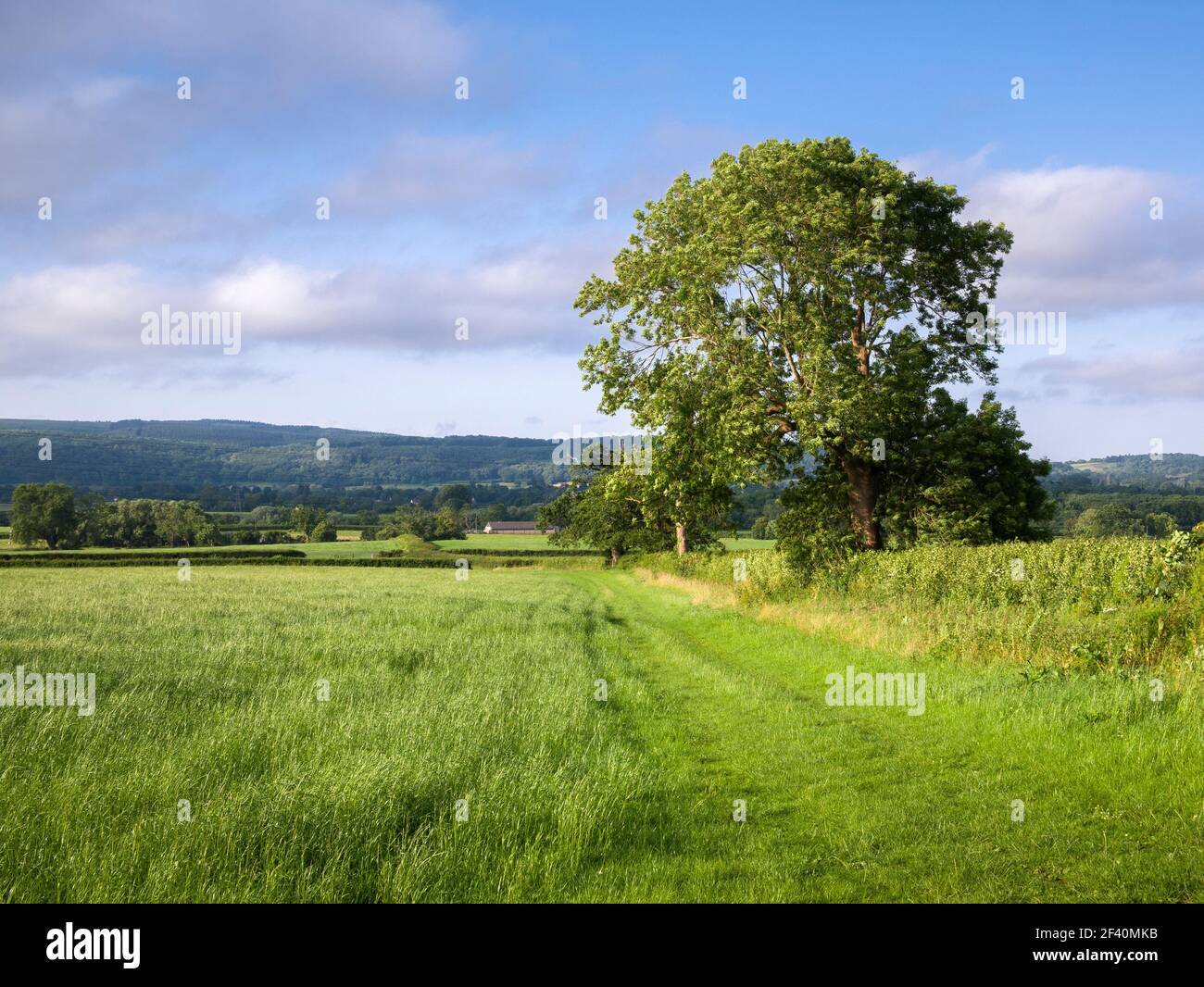 A European Ash tree growing at the side of a field Wrington Vale with the Mendip Hills beyond, North Somerset, England. Stock Photo