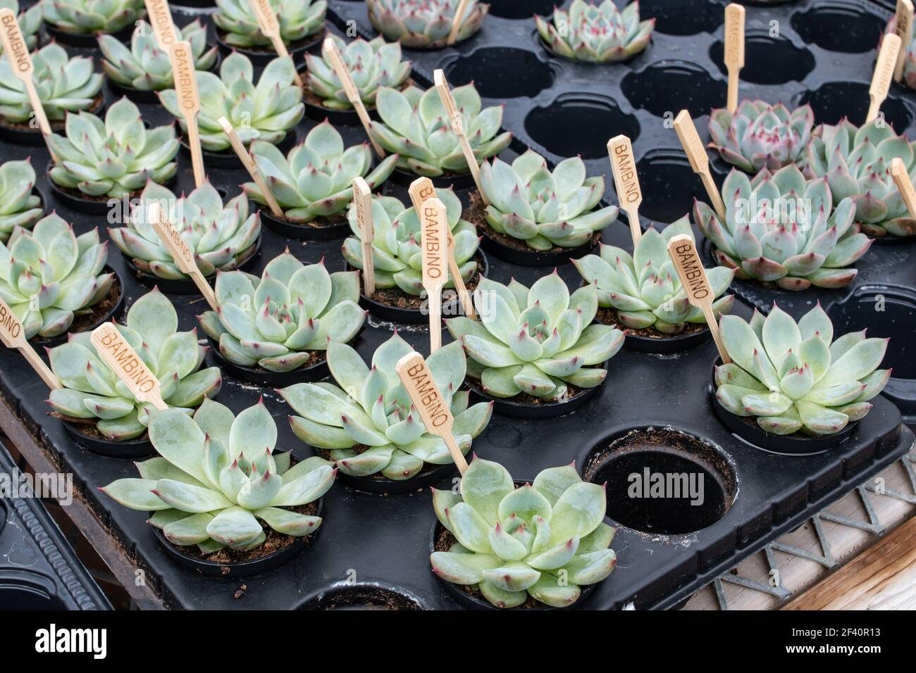 A black tray of bambino succulents with small wooden markers indicating the variety in a London Ontario Canada greenhouse, Spring 2021 Stock Photo