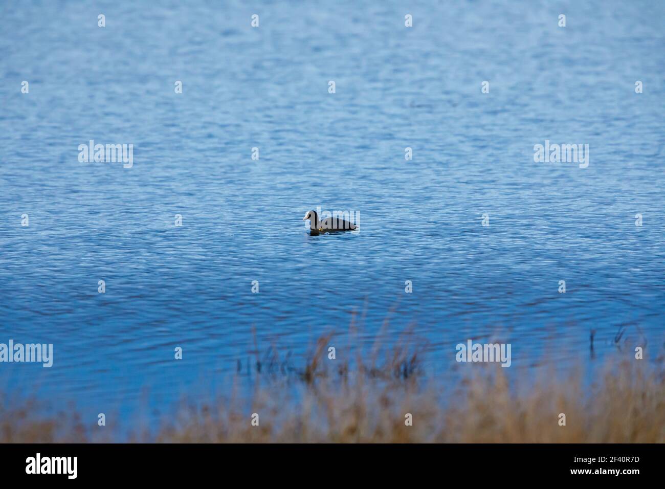 A coot on a lake Stock Photo