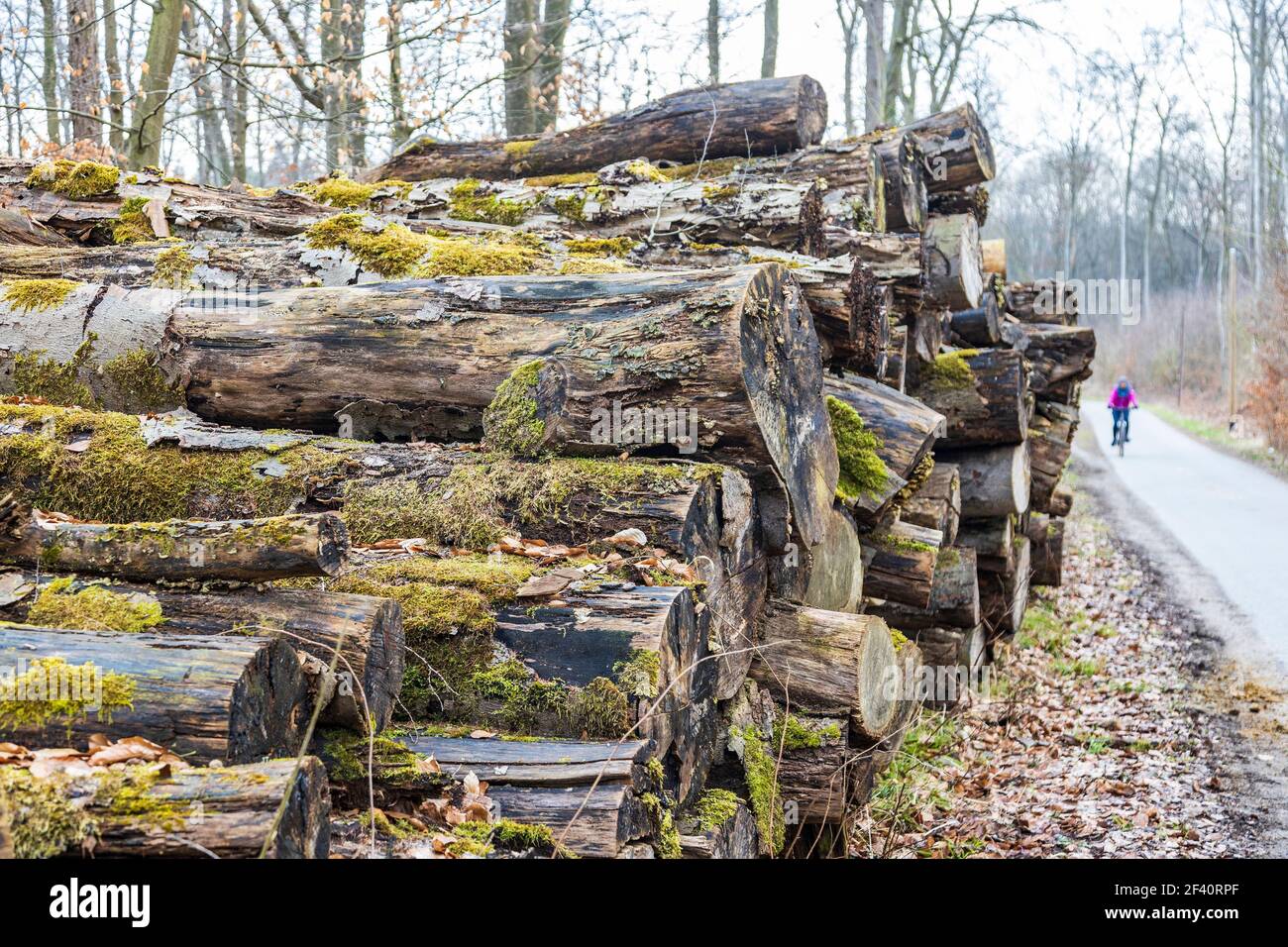 Stacked wooden logs overgrown with fungi, lichen and moss, Mülheim an der Ruhr, Ruhr Area, Germany, Europe Stock Photo