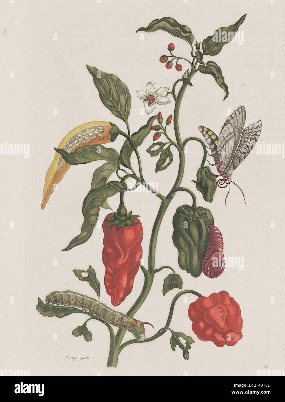 Anna Maria Sibylla Merian - Metamorphosis Insectorum Surinamensiam 1705 ...
