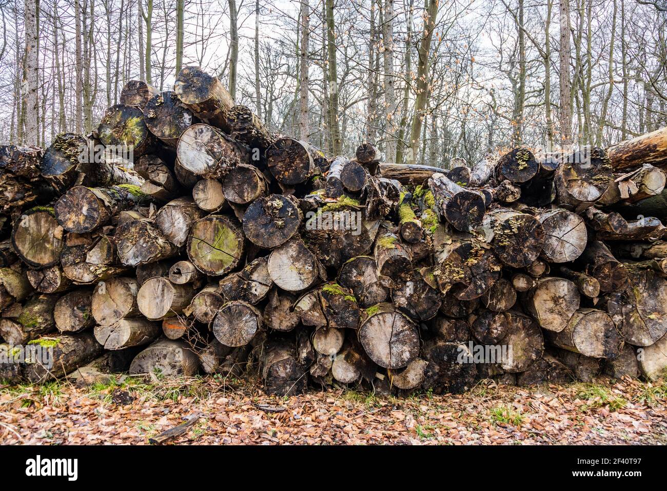 Stacked wooden logs overgrown with fungi, lichen and moss, Mülheim an der Ruhr, Ruhr Area, Germany, Europe Stock Photo