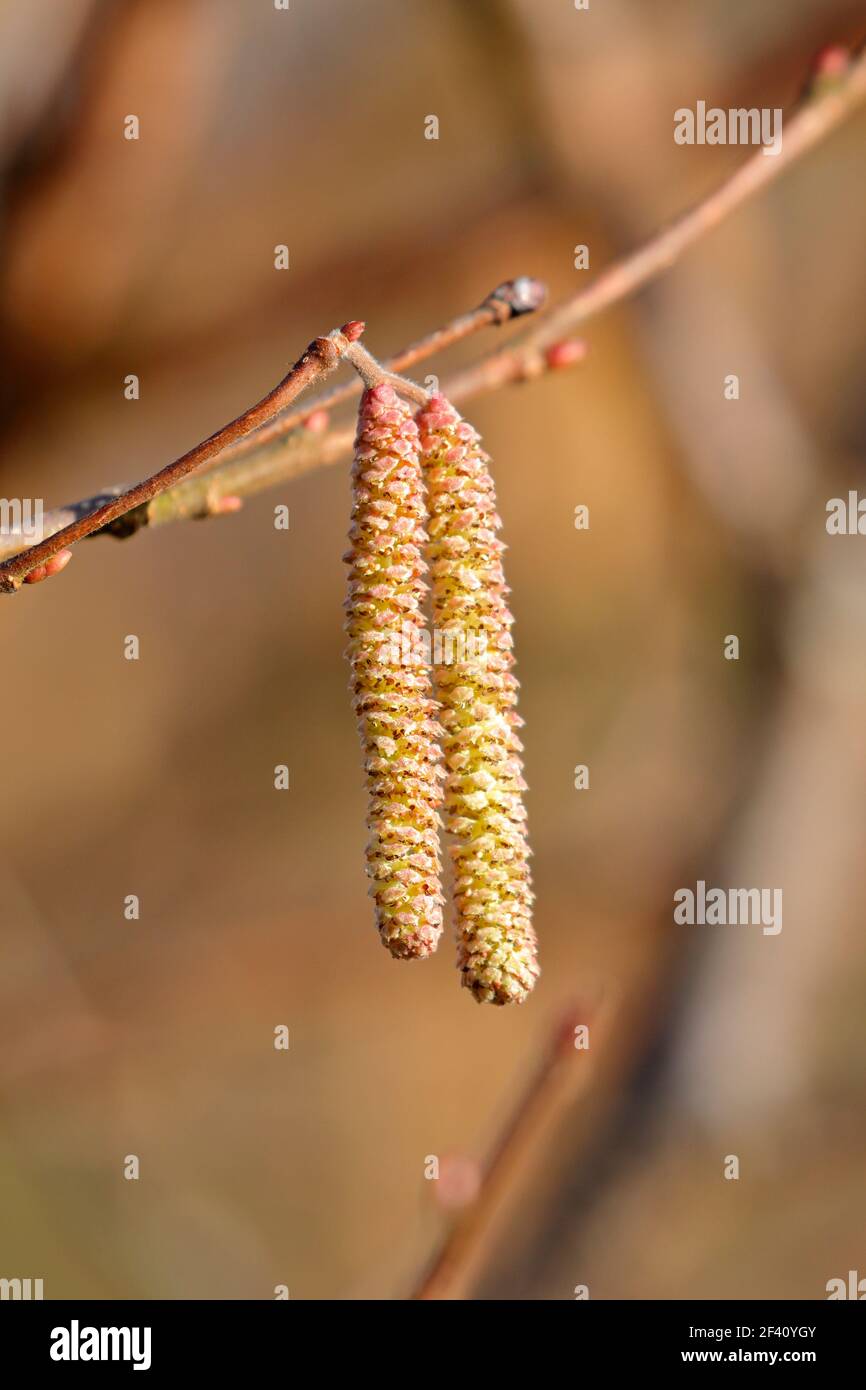 Hazel catkins, Corylus avellana in springtime, England, UK. Stock Photo