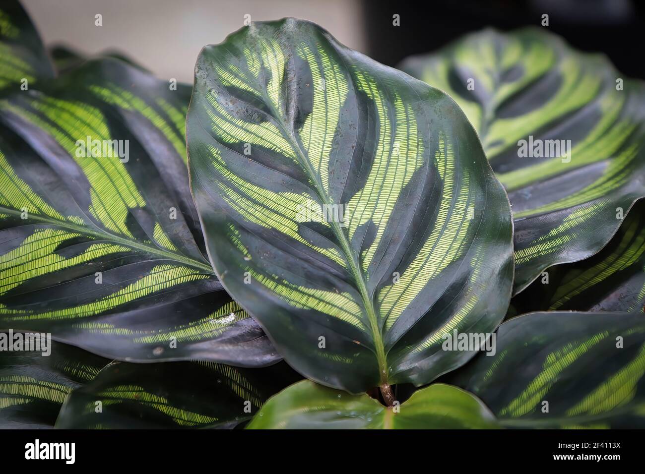 Closeup of the veined leaves on a calathea. Stock Photo
