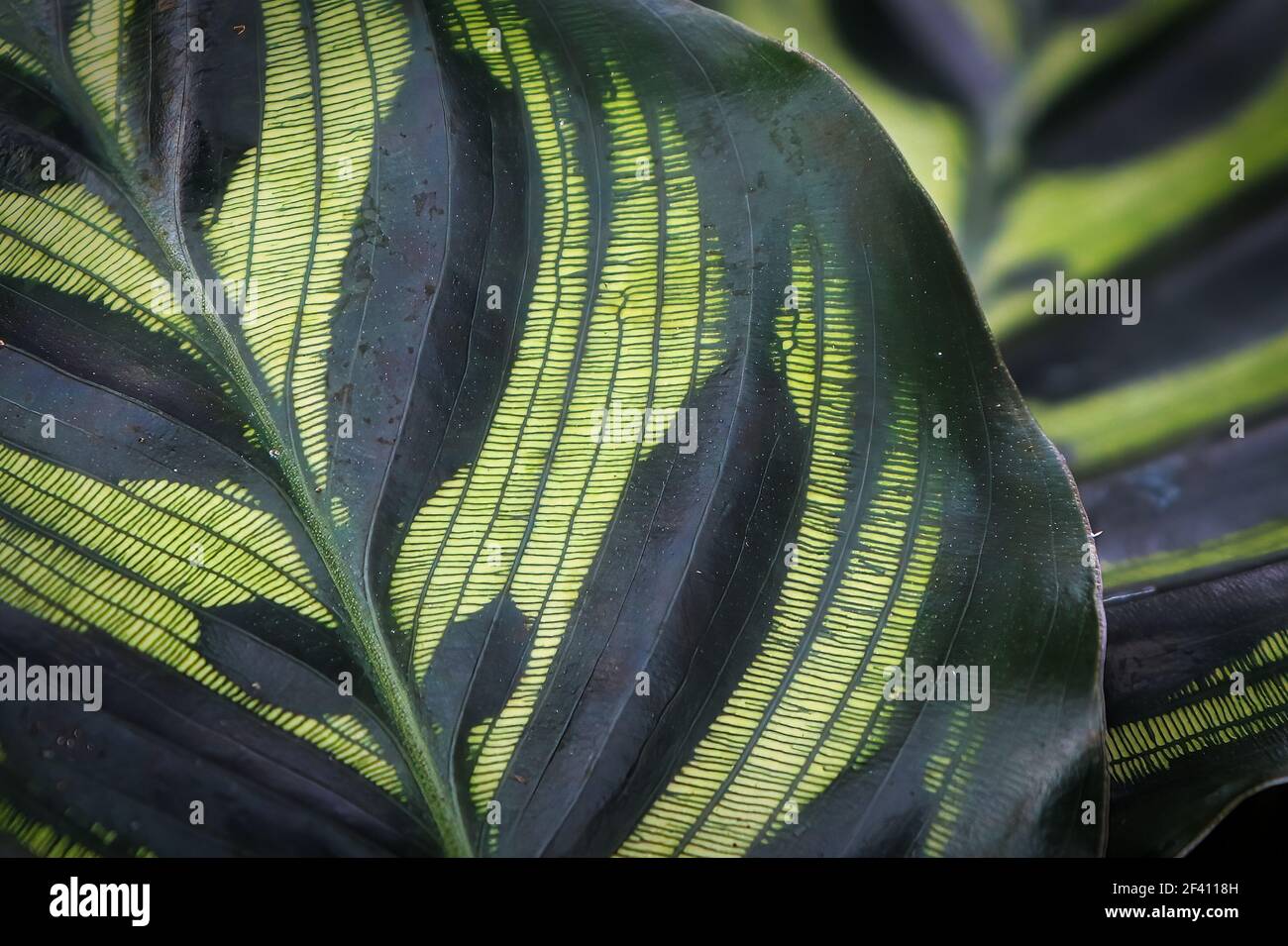 Macro of the vein pattern on a makoyana leaf. Stock Photo