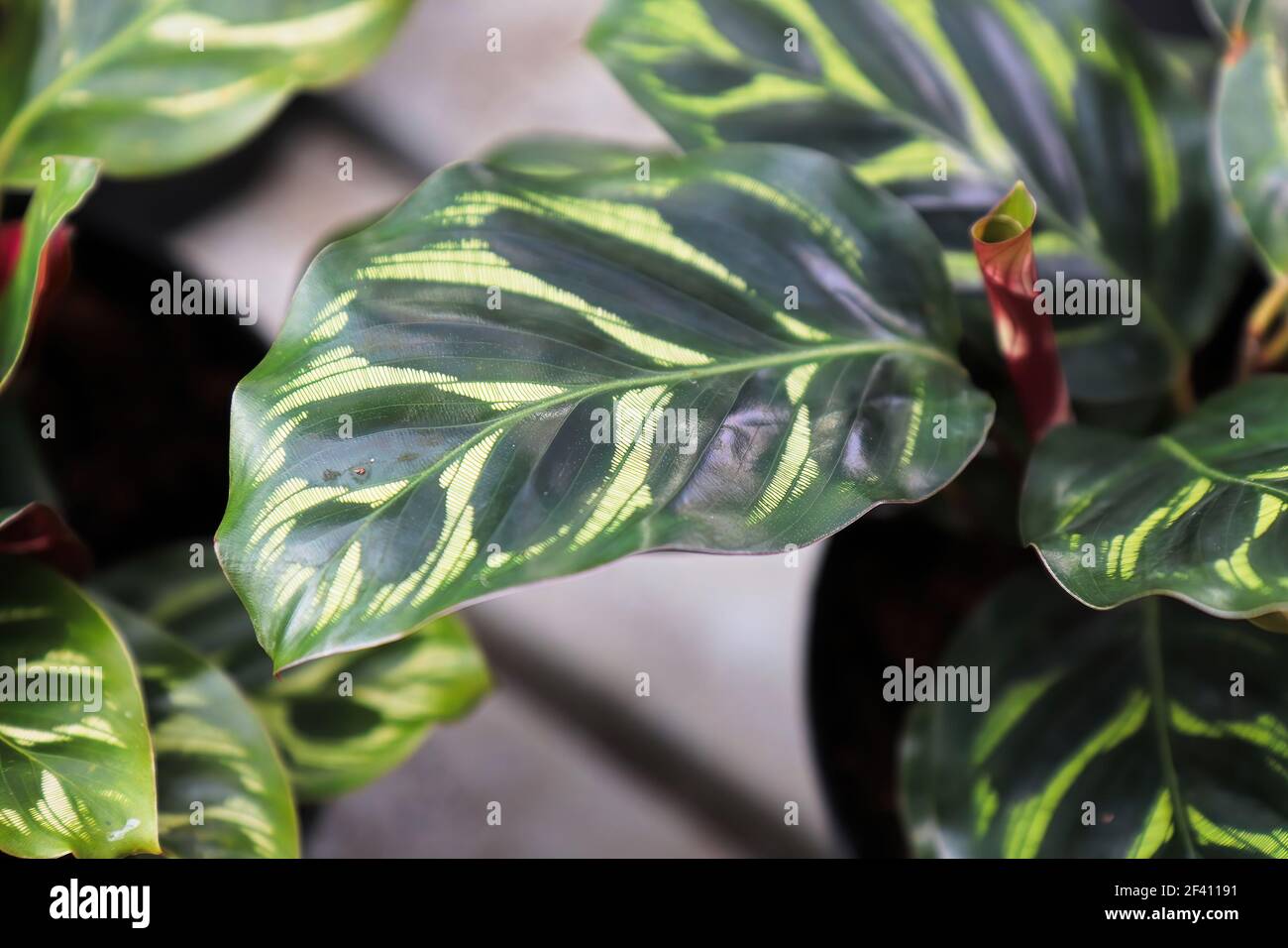 Closeup of the veined leaves on a calathea. Stock Photo