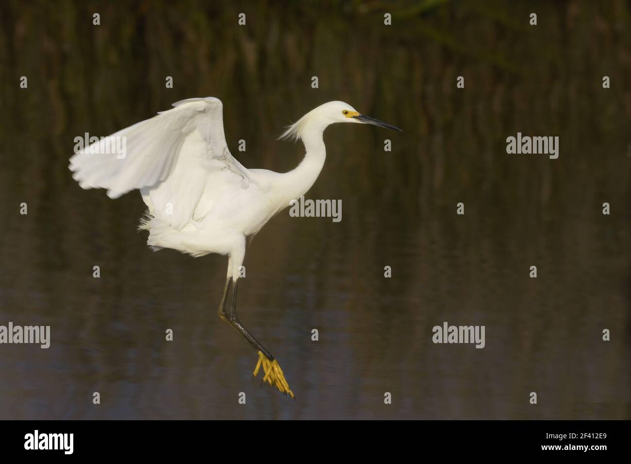 Snowy Egret 'dip feeding' (Egretta thula) Merrit Island, florida, USA BI000392 Stock Photo