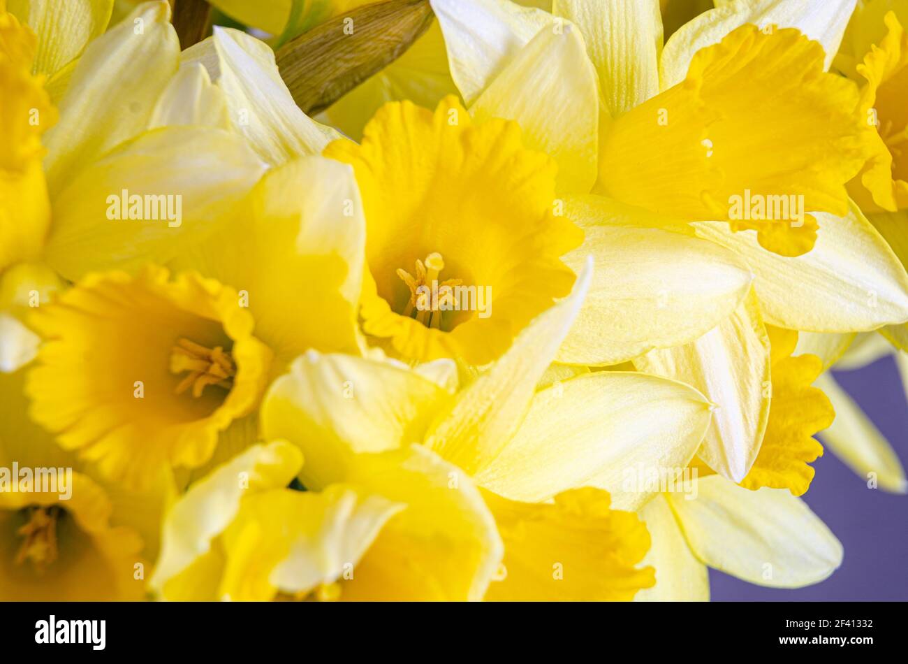 Close up view of vibrant yellow daffodil flowers. Stock Photo