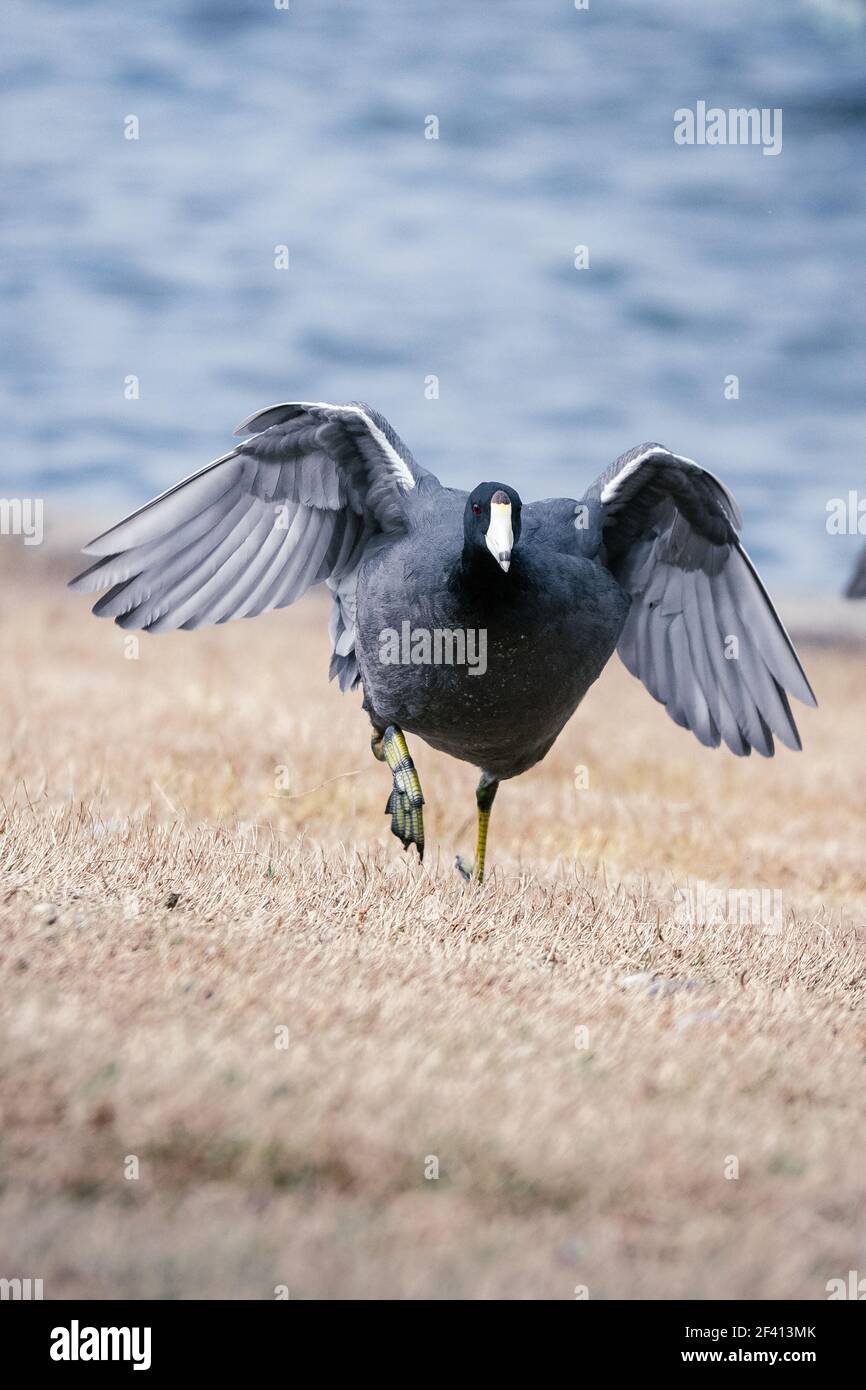 An American Coot runs twoards the camera with wings open Stock Photo