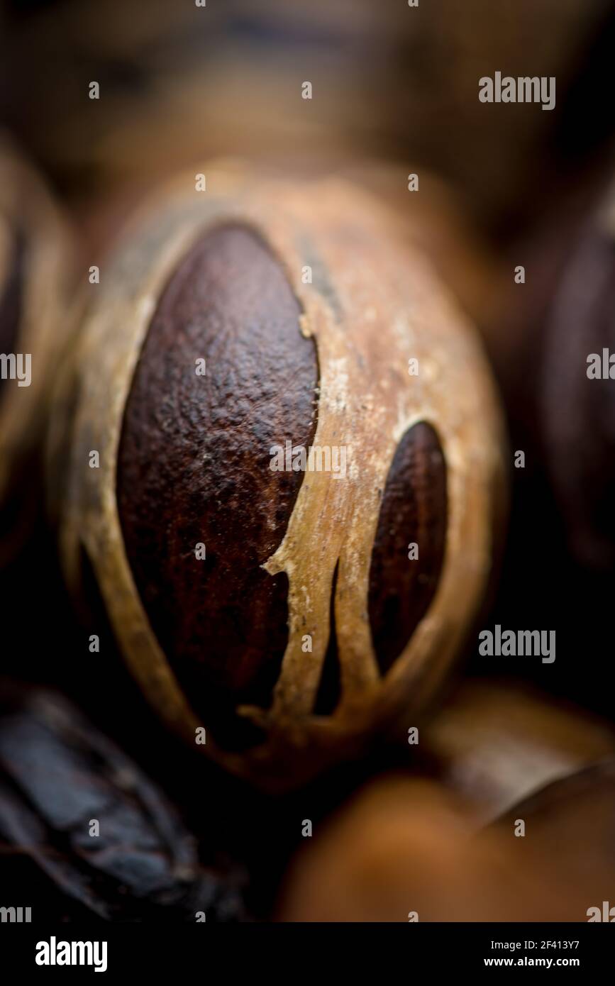 Nutmeg and Mace Stock Photo Alamy