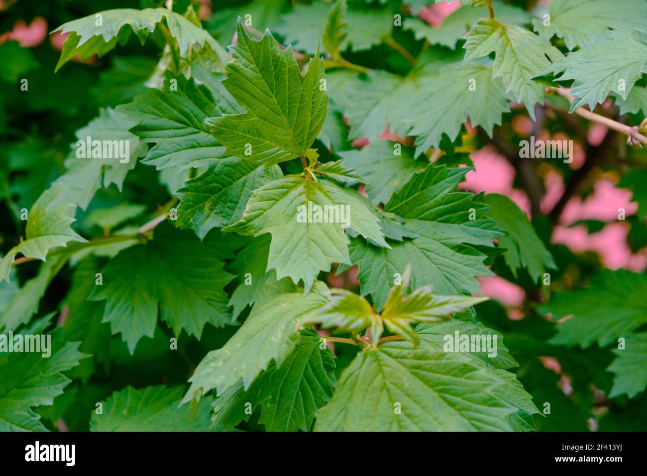 Green Leaves Closeup Stock Photo