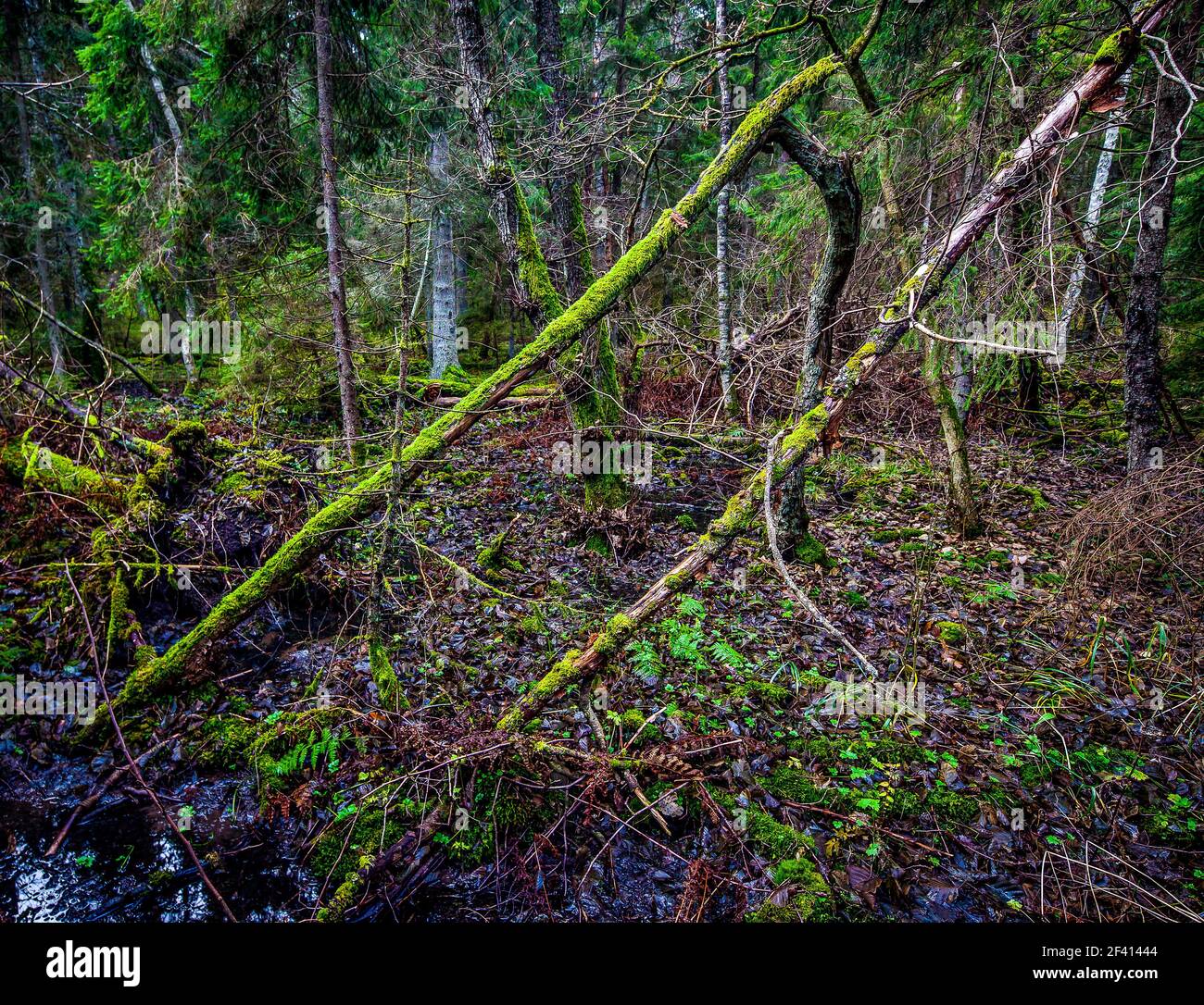 Primeval forest in Hansta nature reserve. Hansta nature reserve was established in 1999. Spånga, Sweden. Stock Photo