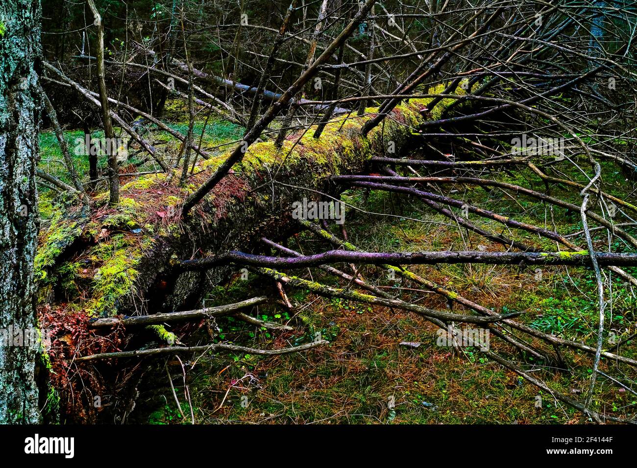 Primeval forest in Hansta nature reserve. Hansta nature reserve was established in 1999. Spånga, Sweden. Stock Photo