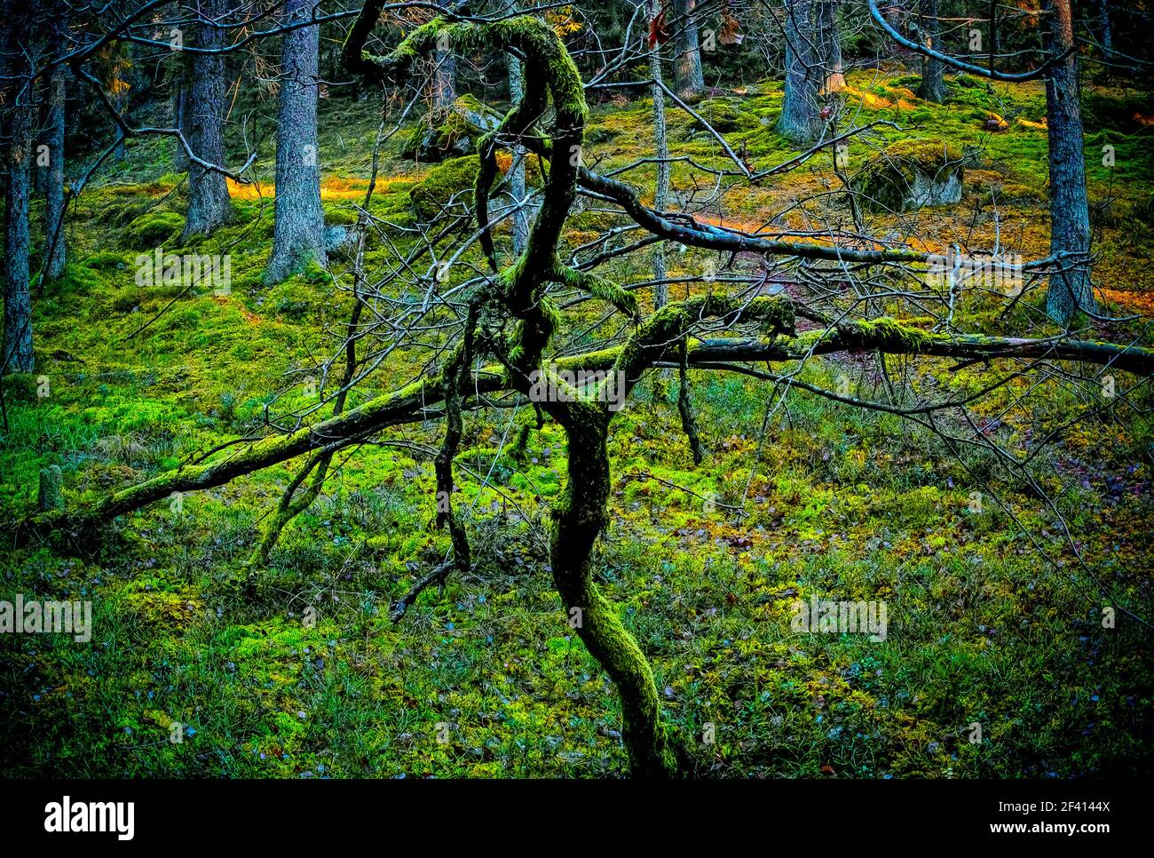 Primeval forest in Hansta nature reserve. Hansta nature reserve was established in 1999. Spånga, Sweden. Stock Photo