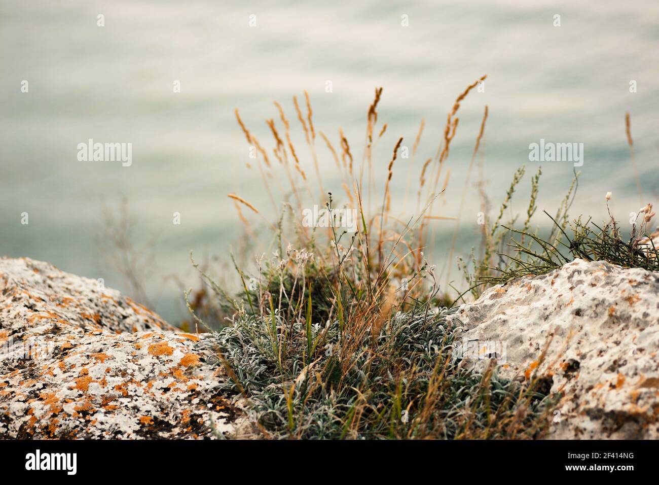 Tuft of grass growing between two stones on sea coast, shot with copyspace. Tuft of grass growing between two stones on sea coast, copyspace Stock Photo