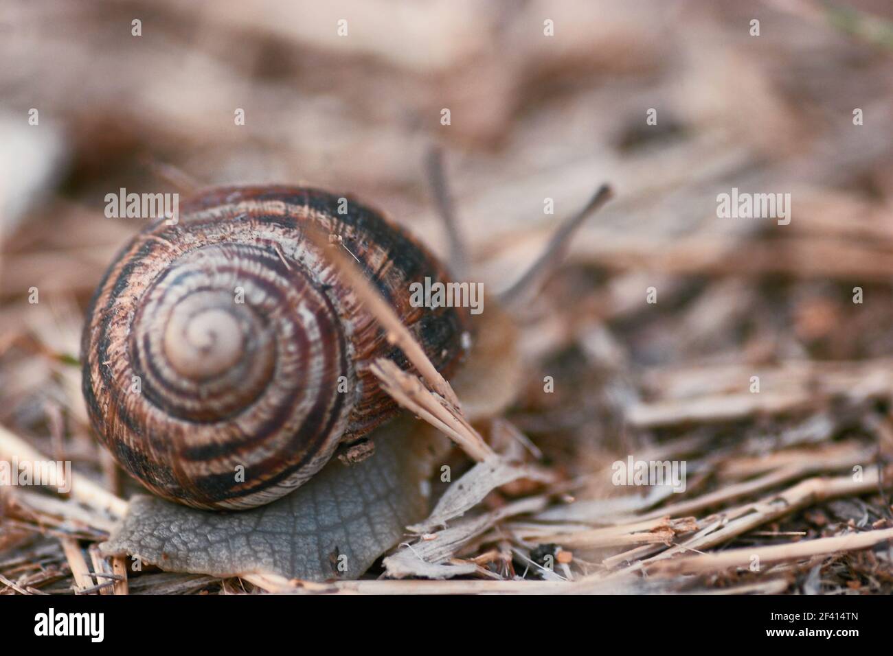 Spiral Shell Of Garden Snail, Copyspace, shallow DOF selective focus, a lot of copyspace. Spiral Shell Of Garden Snail, Copyspace, shallow DOF. Stock Photo