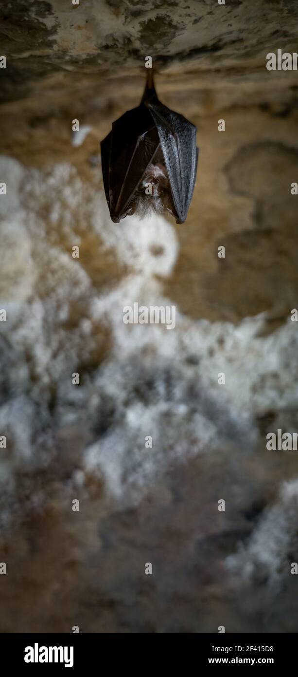 Bat sleeping hanging in the cave roof Stock Photo