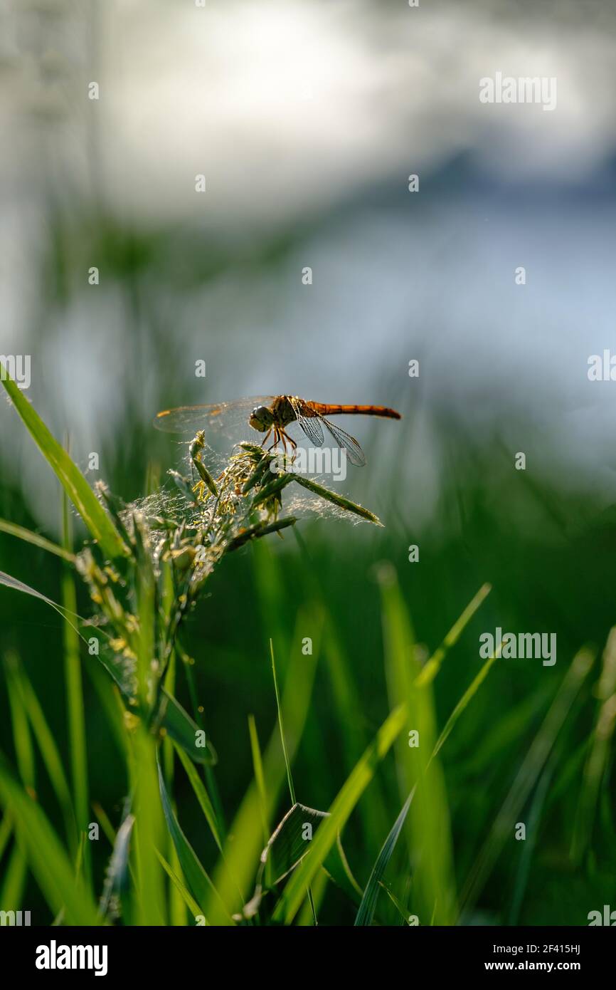 Beautiful dragonfly on green grass hi-res stock photography and images ...