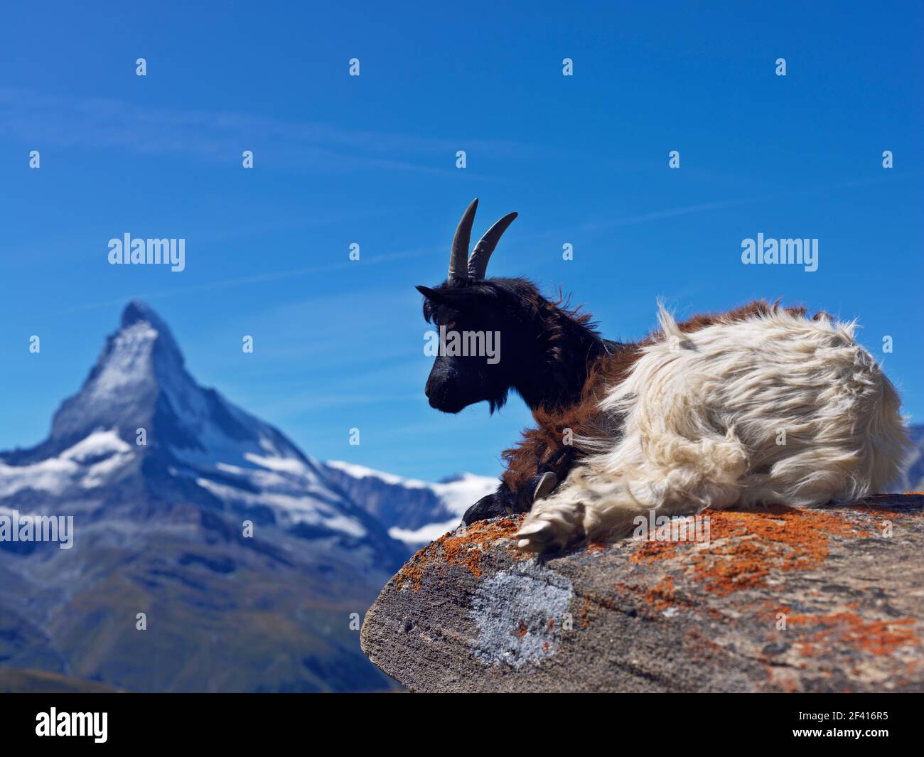 Swiss alps goat hires stock photography and images Alamy